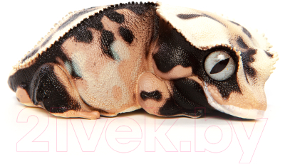 Фигурка коллекционная Exoprima Геккон бананоед / 26337/AH