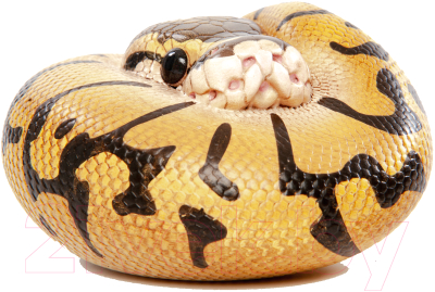 Фигурка коллекционная Exoprima Питон / 26436/AH - фото