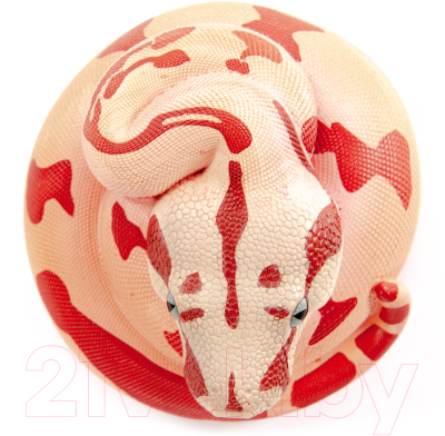 Фигурка коллекционная Exoprima Питон / 56331/AH