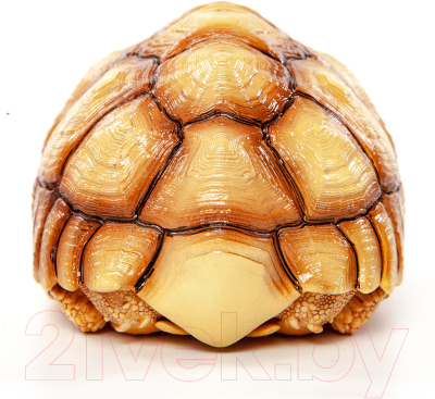 Фигурка коллекционная Exoprima Шпороносная черепаха / 56335/AH