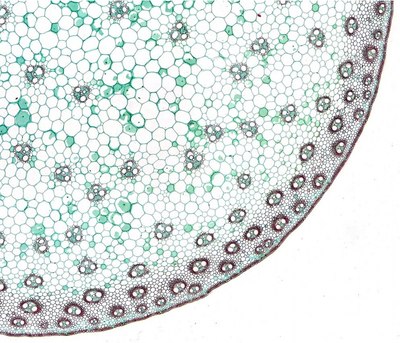 Набор микропрепаратов Bresser 74557