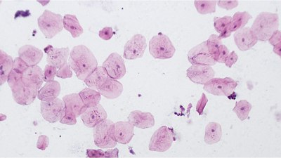 Набор микропрепаратов Bresser 74557