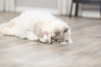 Игрушка для кошек Trixie Медвежонок / 45665