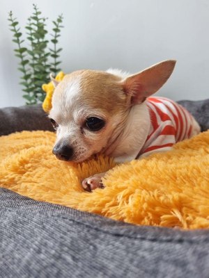 Подстилка для животных MATEX Pet Plush / 55-891