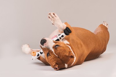 Игрушка для собак Happy Earm Корова 80800001