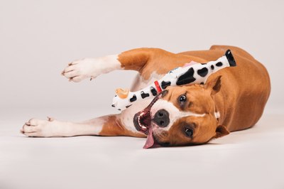 Игрушка для собак Happy Earm Корова 80800001