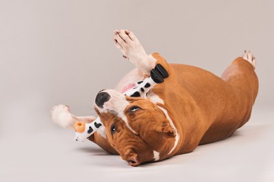 Игрушка для собак Happy Earm Корова 80800001