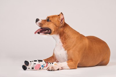 Игрушка для собак Happy Earm Корова 80800001