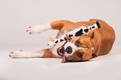 Игрушка для собак Happy Earm Корова 80800001