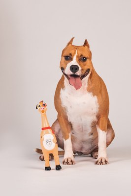 Игрушка для собак Happy Earm Свинка 80800004