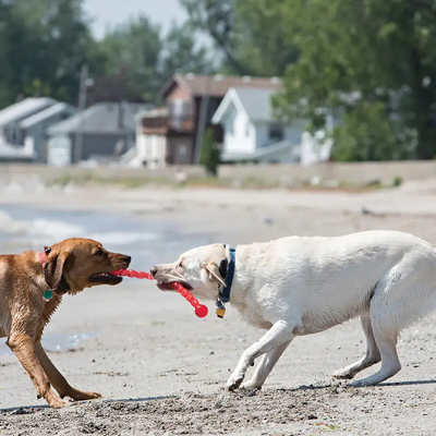 Игрушка для собак KONG Safestix S / 61101