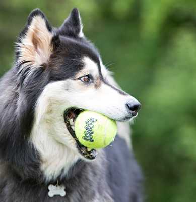 Игрушка для собак KONG SqueakAir Ball / 66417