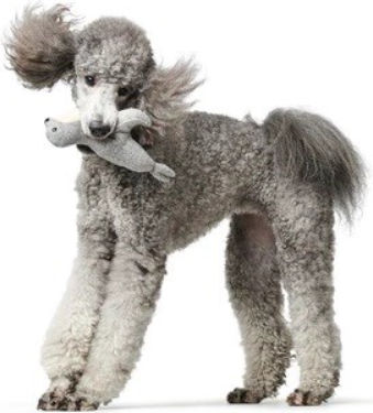 Игрушка для собак HUNTER Skagen Seal M / 69003