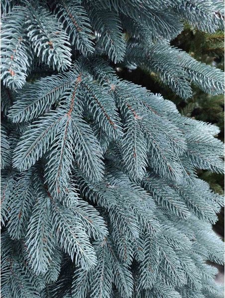 Ель искусственная Смерека Премиум / СМ-19ПГ