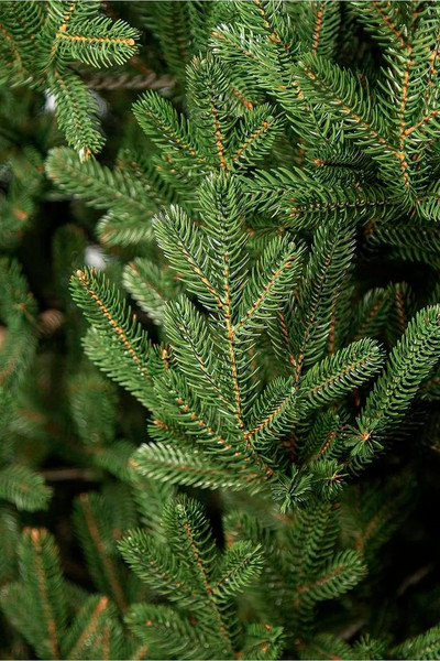 Ель искусственная GreenTerra Элоди