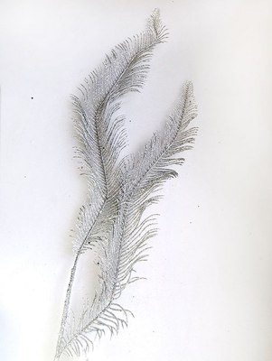 Ветка новогодняя Geliu sala Цикас / BRS3-4624