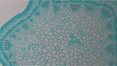 Камера цифровая для микроскопа ToupCam XCAMLITE1080PA HDMI USB / 31842