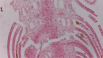 Камера цифровая для микроскопа ToupCam XCAMLITE1080PA HDMI USB / 31842