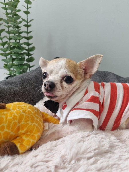 Лежанка для животных MATEX Pet Lux / 55-983