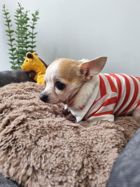 Лежанка для животных MATEX Pet Lux / 55-990