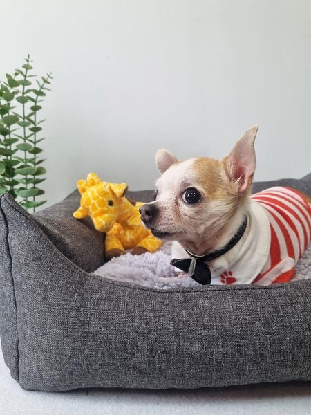 Лежанка для животных MATEX Pet Lux / 56-003