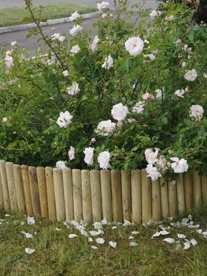 Изгородь декоративная Массив-Древ Рольборд D70x500x2500