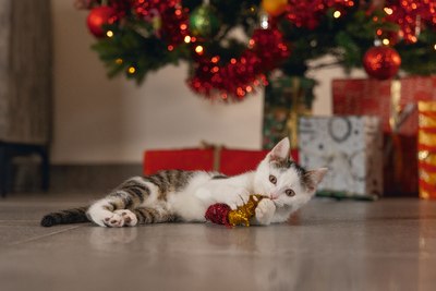 Набор игрушек для кошек Beeztees 2400161