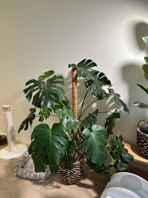 Опора для растений BOTANICA Кокосовая 60см