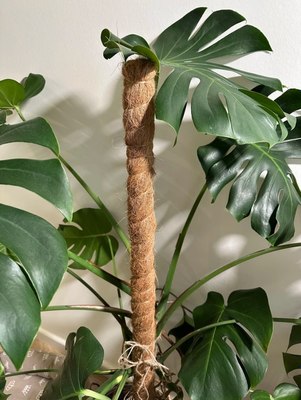 Опора для растений BOTANICA Кокосовая 80см