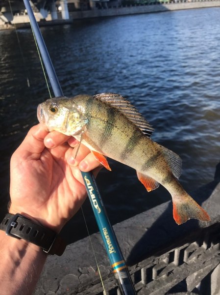 Спиннинг Волжанка Спрут тест 7-28гр / 024-0061