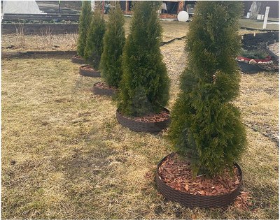 Бордюр садовый Протэкт Ротанг 3.2м 10024