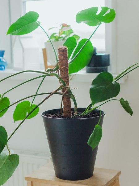 Опора для растений GREENGO 60см / 9150374