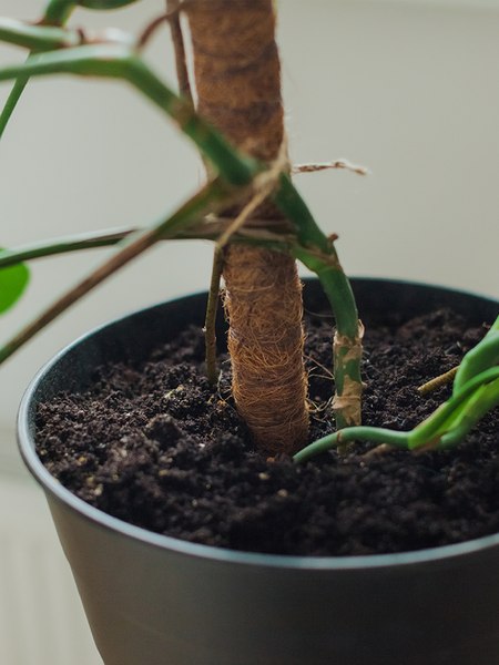 Опора для растений GREENGO 60см / 9150374