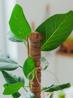 Опора для растений GREENGO 120см / 10486143