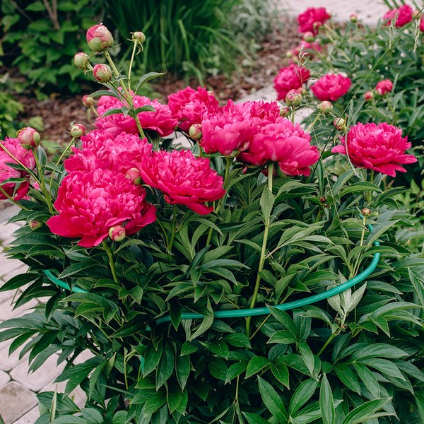 Опора для растений GREENGO Кустодержатель 4284829