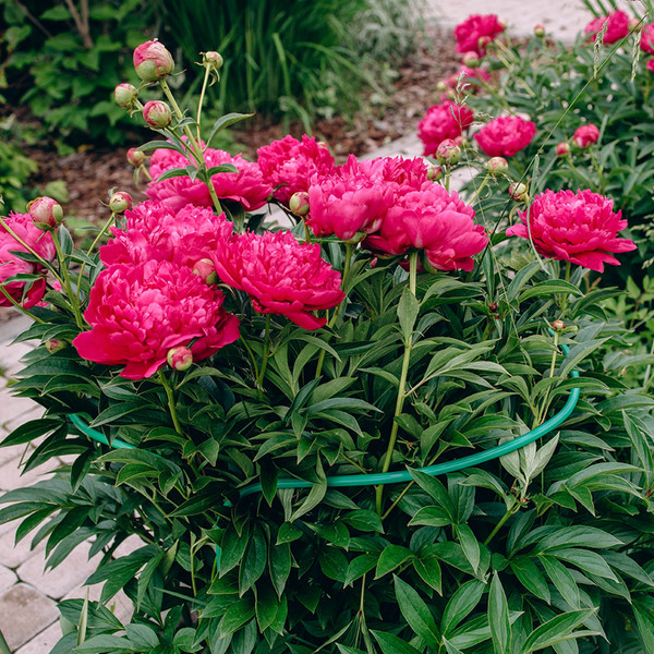 Опора для растений GREENGO Кустодержатель 3667425