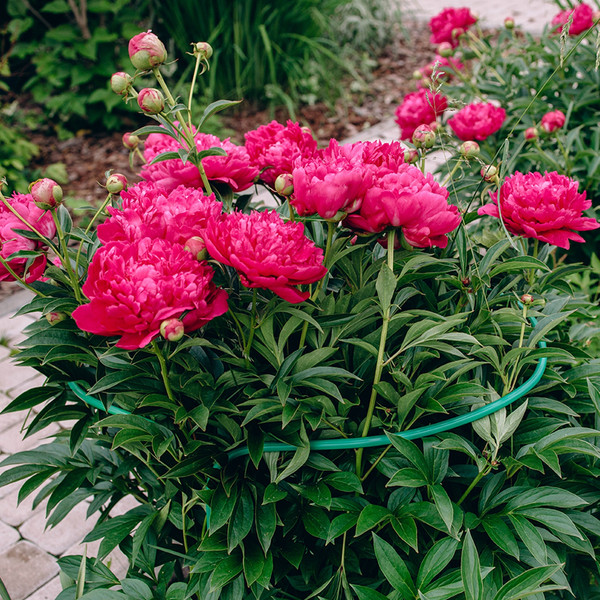 Опора для растений Sima-Land Кустодержатель 4181506