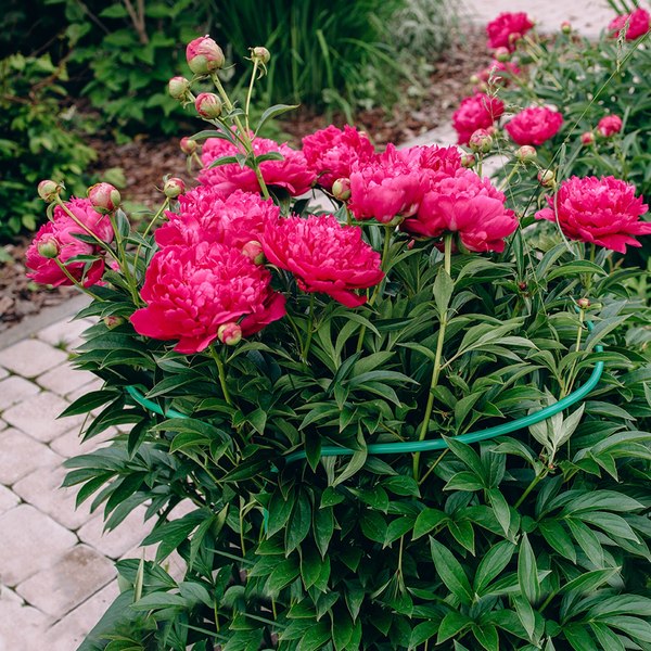 Опора для растений Sima-Land Кустодержатель 1410746