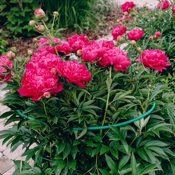 Опора для растений Sima-Land Кустодержатель 4191903