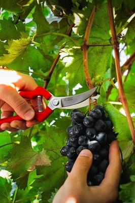 Секатор механический Obrigado 200мм D15мм / 2465