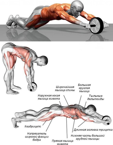 Ролик для пресса Sabriasport 10RW