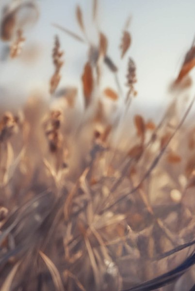 Обложка на паспорт Эксмо Маньхуа. Лис / 9785041997885