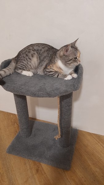 Лежанка-когтеточка Cat House С овальной полкой Лайт 0.55