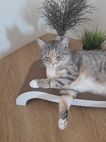 Когтеточка Cat House Мостик М