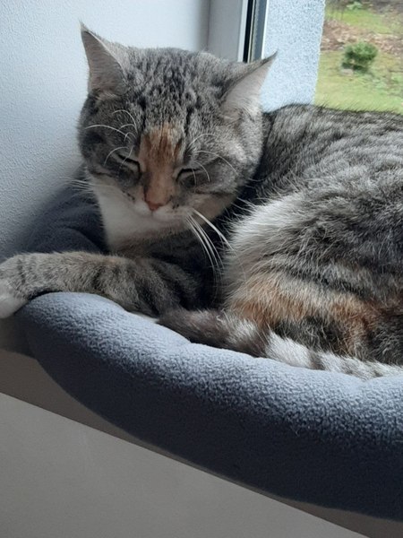 Лежанка для животных Cat House Евро M