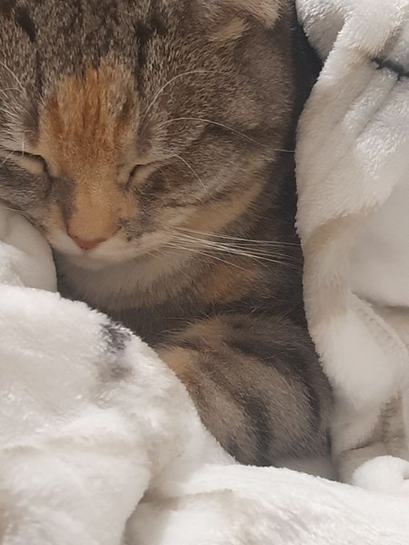 Подстилка для животных Cat House Прямоугольная M