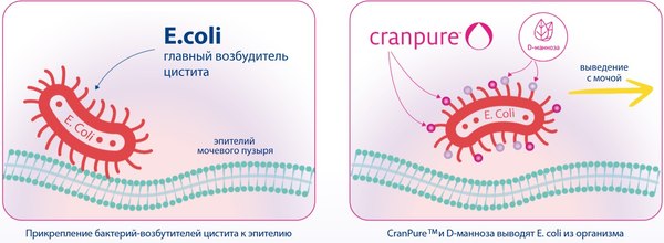 Комплексная пищевая добавка Lactoflorene Цист