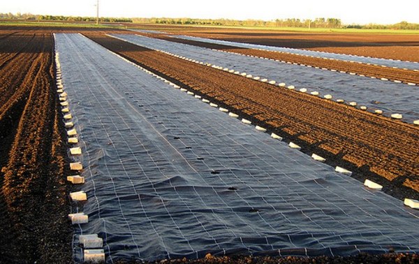 Укрывной материал Arrigoni Агроткань ИТ 1.05х10м