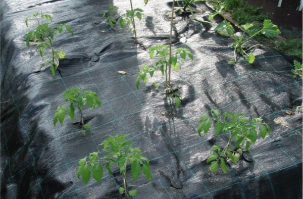 Укрывной материал Arrigoni Агроткань ИТ 1.05х10м