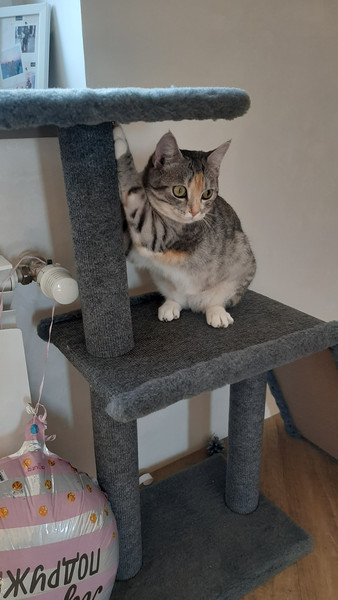 Комплекс для кошек Cat House Молния Лайт 0.83